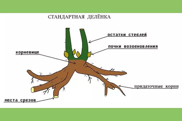 Размножение почками возобновления2 методы размножения пионов39
