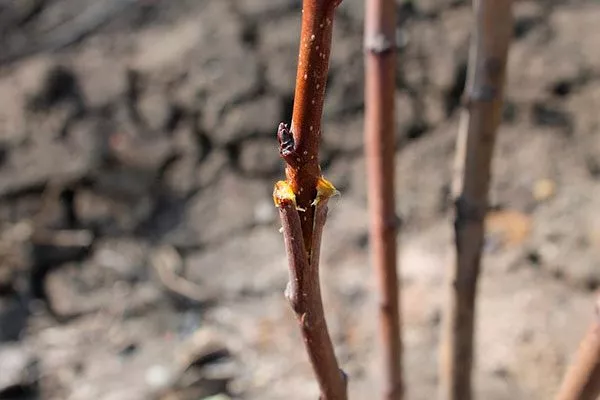 Размножение прививкой Размножение ирги19