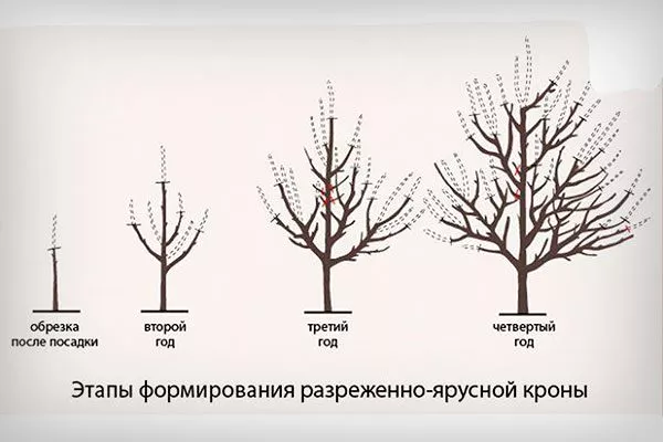 Разреженно-ярусная крона Обрезка яблони55