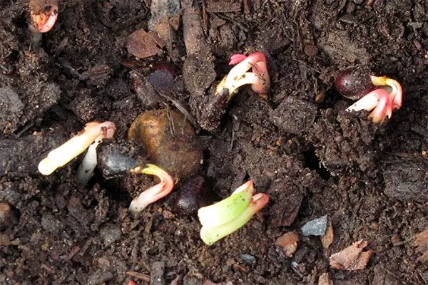 Разведение пионов семенами методы размножения пионов32