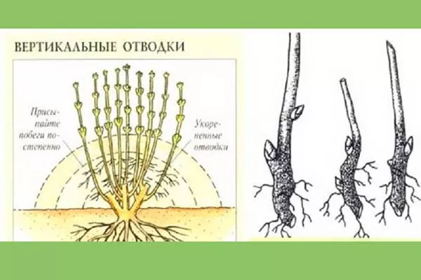 Разведение пионов вертикальными отводками методы размножения пионов31
