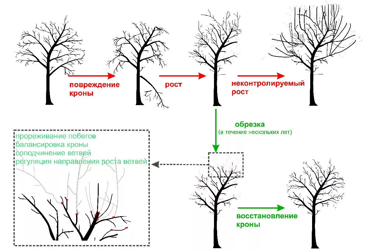 Регулировка кроны Обрезка яблони56