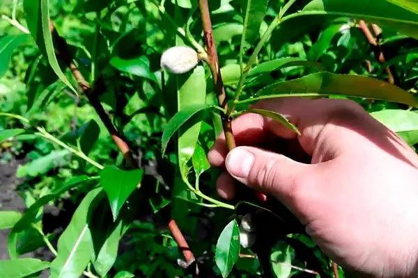 регулировка нагрузки Осыпание сливы19