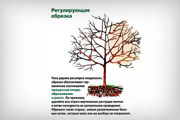 регулирующая Обрезка яблони58