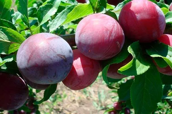 Ренклод Альтана