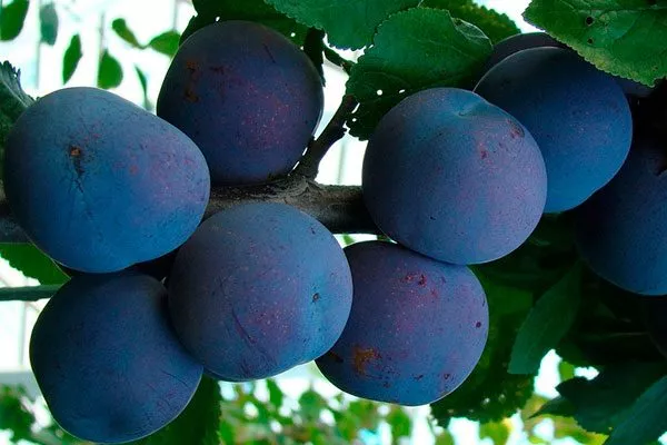 Ренклод фиолетовый