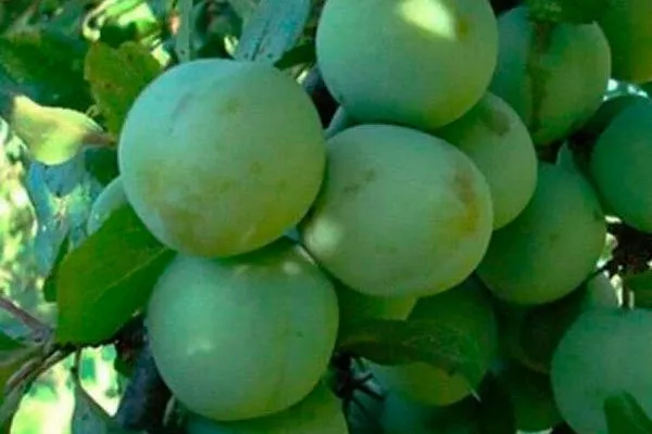 Ренклод зелёный