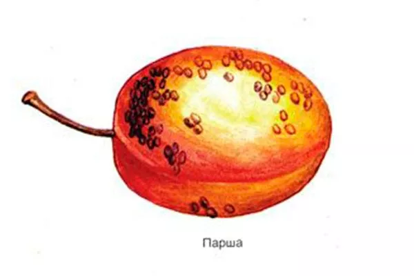 рисунок парша