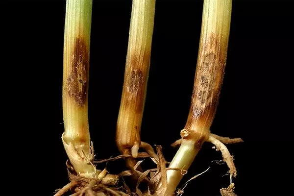 Ризоктониозная гниль болезни у пеларгонии19