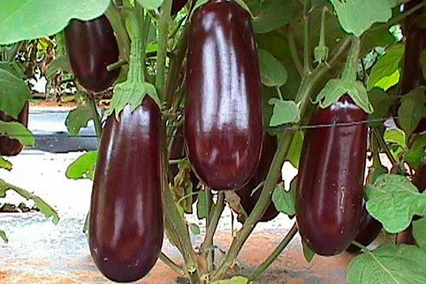 Рома Паутинный клещ30