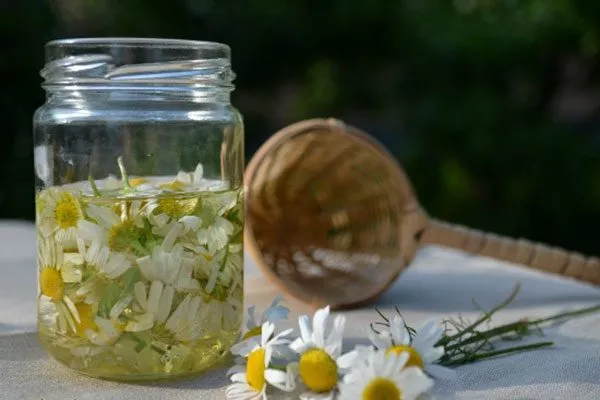 Ромашковый трипсы23