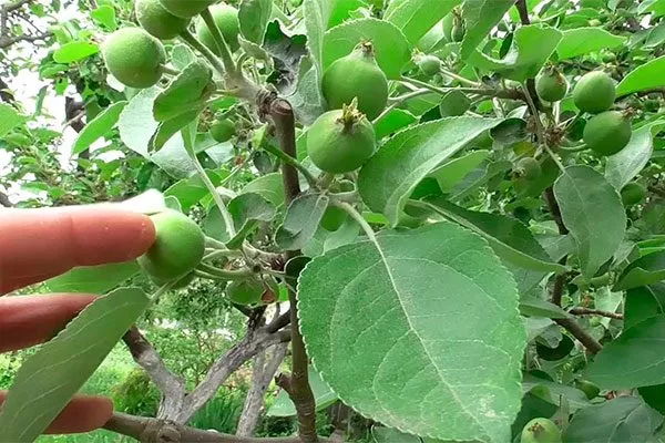 Рост завязей для яблони46