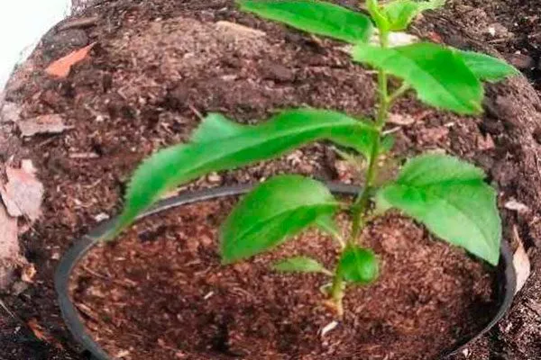 росток размножение алычи33