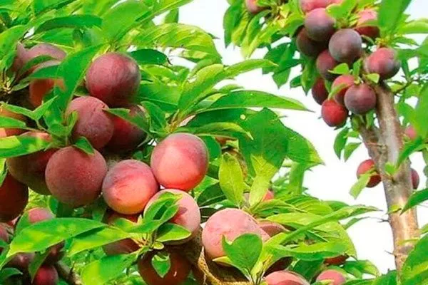 Рубин для сибири и урала52