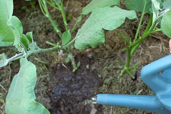 Ручной полив полив баклажанов14