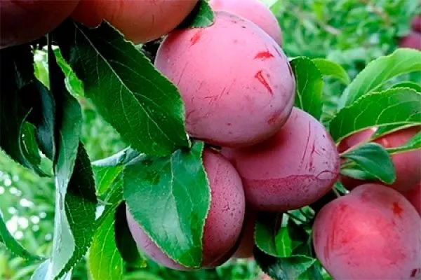 Русская для сибири и урала53