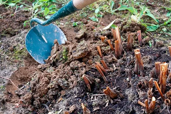 Рыхление, мульчирование и прополка пиона Ред Чарм14