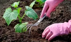 Рыхление огурцов Санькина любовь20