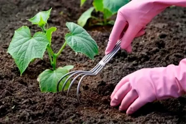 Рыхление огурцов Санькина любовь20