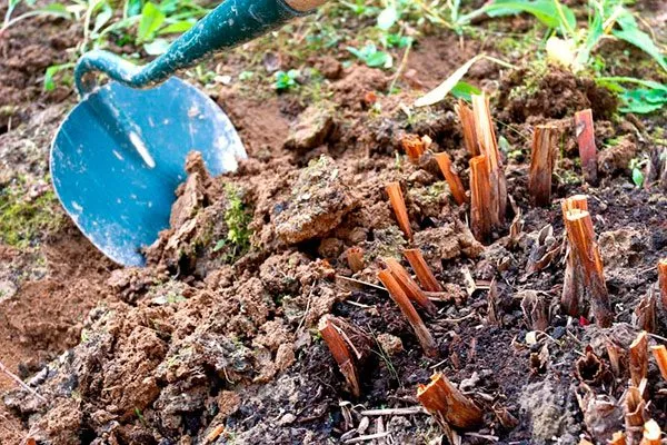 Рыхление посадка пионов31