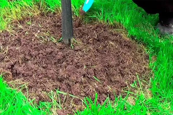 рыхление уход за грушей48