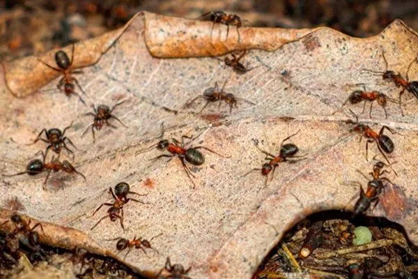 Рыжих муравьёв Тля на груше36