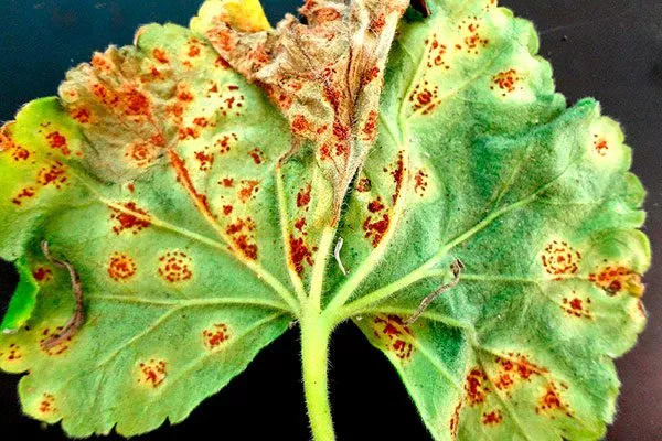 Ржавчина болезни у пеларгонии17