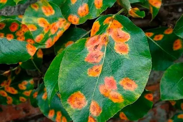 Ржавчина Болезни вредители ирги23