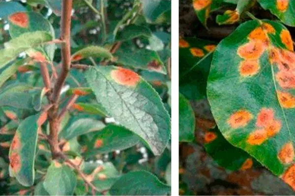 Ржавчина для сибири и урала51