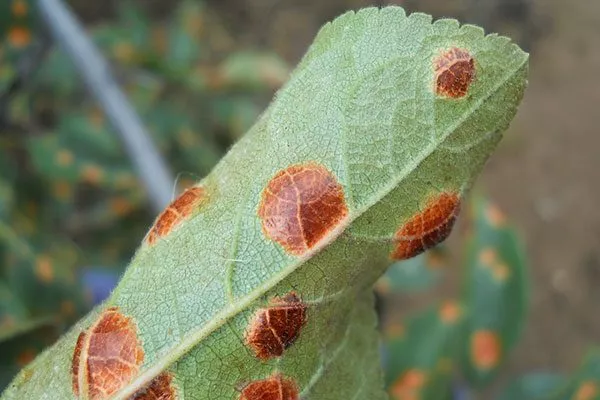 ржавчина обратная сторона