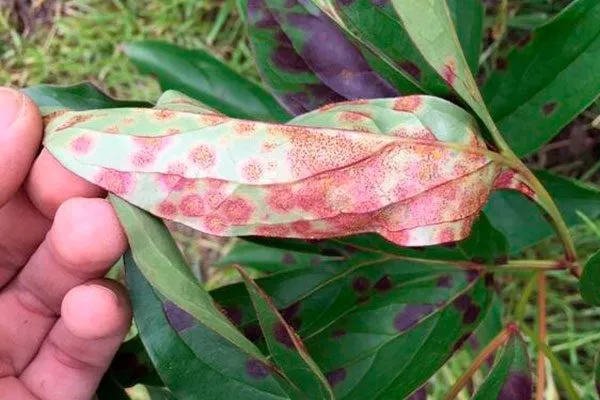 ржавчина пиона Корал Чарм