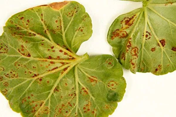 Ржавчина1 болезни у пеларгонии18