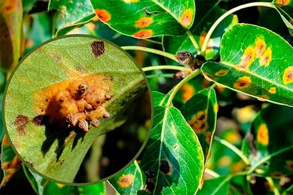 Ржавчину уход за грушей47