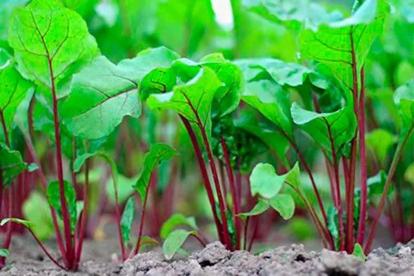 С помощью свёклы Критерии выбора почвы18