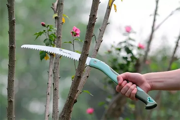 Садовая пила обрезка пионов21