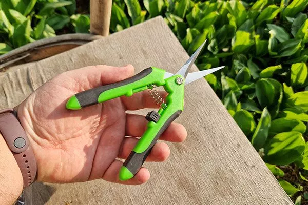 Садовые ножницы обрезка пионов22