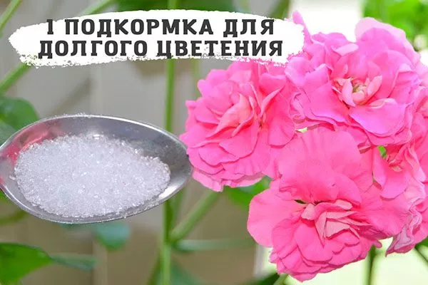 Сахар как удобрять пеларгонию31