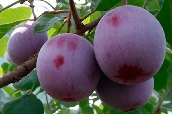 Самоцвет для сибири и урала54