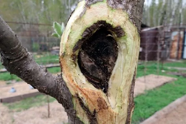 Санитарная обработка дупел и ран2 уход за грушей50