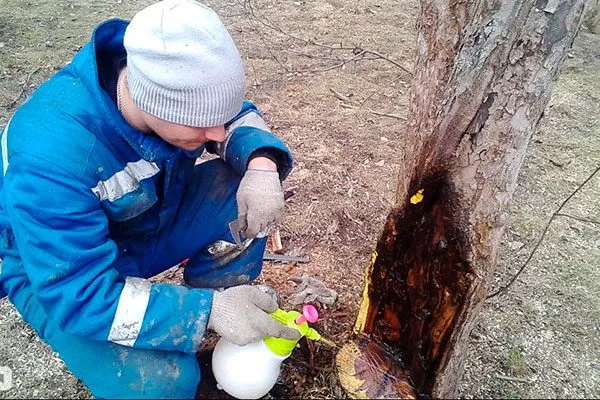 Санитарная обработка дупел и ран3 уход за грушей51