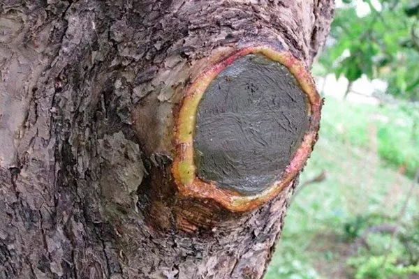 Санитарная обработка дупел и ран4 уход за грушей52