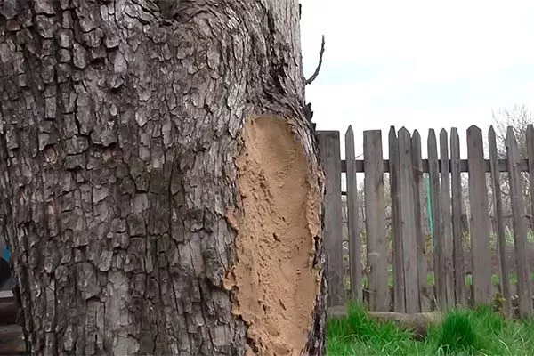 Санитарная обработка дупел и ран5 уход за грушей53