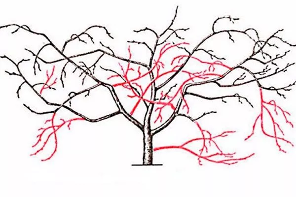 Санитарная Обрезка хурмы18