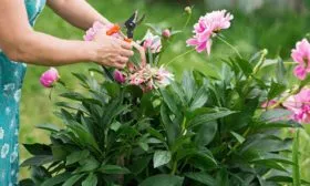 Санитарная обрезка пионов23