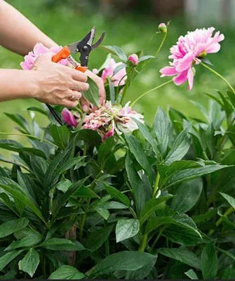 Санитарная обрезка пионов23