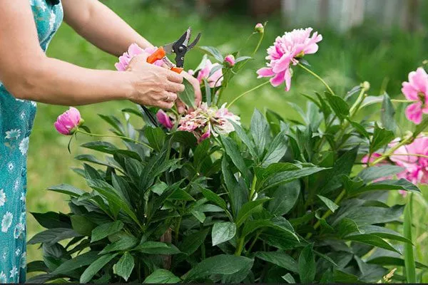 Санитарная обрезка пионов23