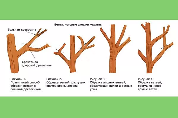 санитарная уход за грушей54