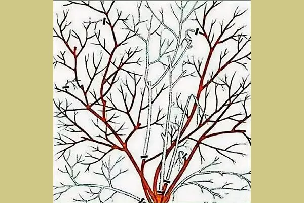 санитарную и формирующую обрезку Болезни вредители ирги24