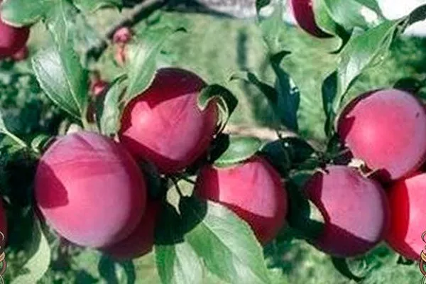 Сарматка посадка алычи32