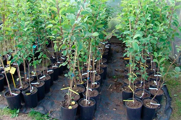 sazhencyяблони Семеренко-2